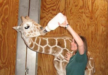 6-month old Reticulated giraffe