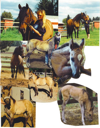 My Stallion, his babies and me