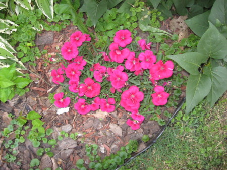 Dianthus in my back yard