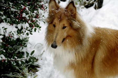 Trouper II in NC Snow of 2004