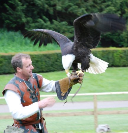 Bird Trainer at Warrick Castle