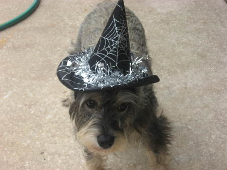 Scruffy in Halloween Hat ~ 2007