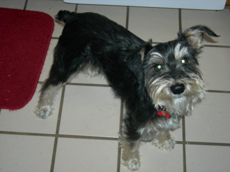 Raider, our black/gold Schnauzer