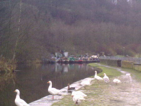 The Queens Swans dressed up as Ducks.