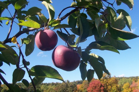 Apple picking Saturday afhernoon