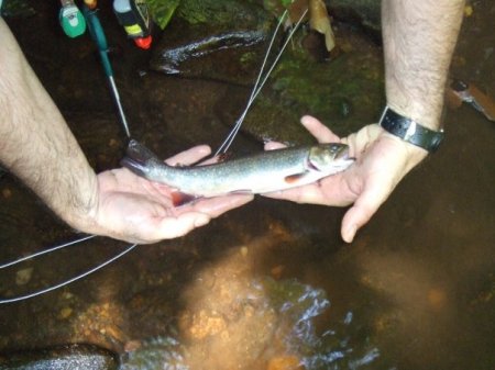 Brook Trout