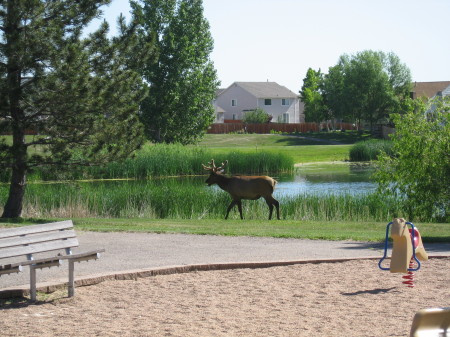 Elk In the Neighborhood