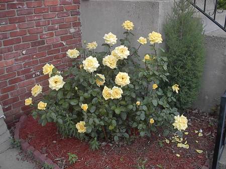 My beautiful rose bush.