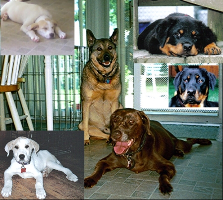 my babies- Kelsey, Teddy, Jack & Lucy