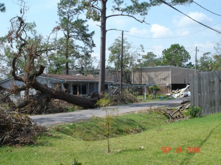 huge trees knocked down