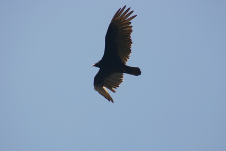 in flight