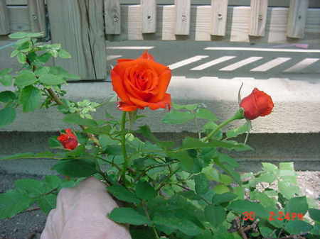 "The Orange Dream Rose"