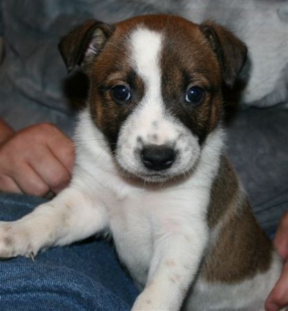 ticket - border collie/starrie mix 5wks old
