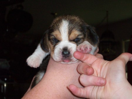 Our baby beagle Jango
