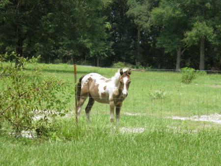 Devonna Leddy's album, my horses