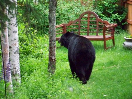 Bear Leaving backyard