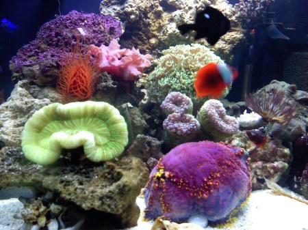 Reef Tank