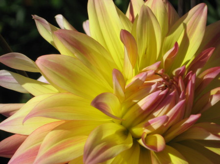 Swan Island Dahlia Farm, Canby OR