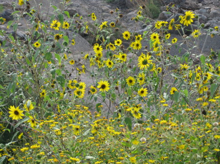 gila county fair 2008 091