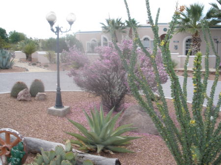 Spring in Las Cruces