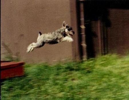 My flying schnauzer, Fritz in her younger days