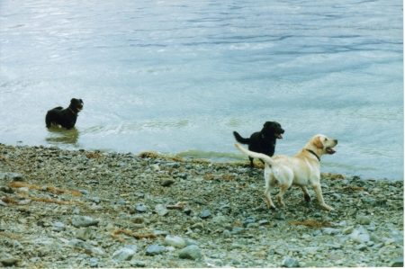 Toby, Harley and Norman