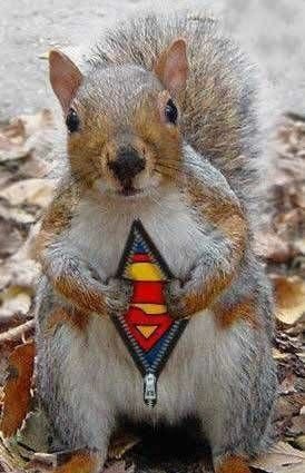 super-squirrel