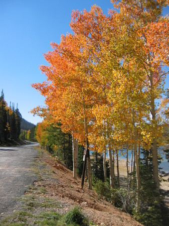 Fall on Navajo Lake