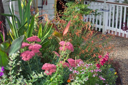 Flowers in my garden