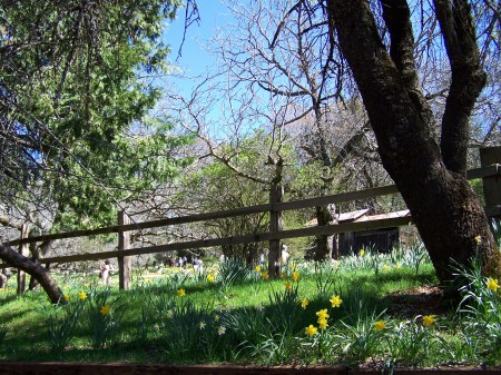 Daffodil Hill