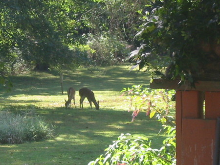 visitors in the yard