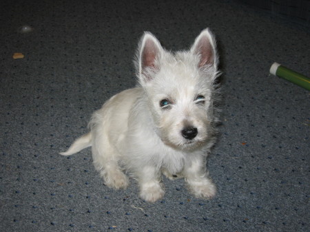 Our Westie pup