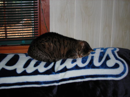 My Cat Figgy - RIP 2009