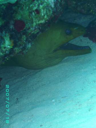 Green Moray1