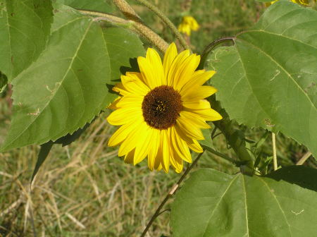A wild Sunflower