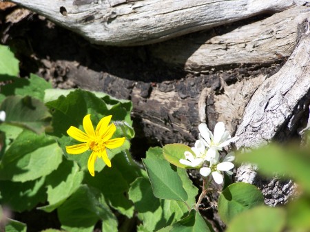 Wildflowers