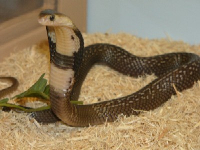 Monocle Cobra