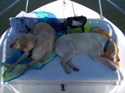 Dogs on our boat