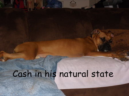 My Boxer, Cassius  February, 2010