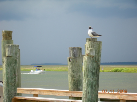 Gull on a post.