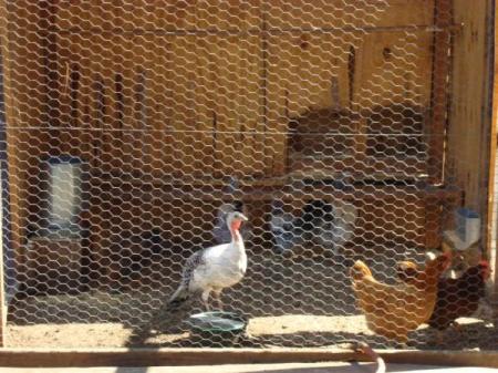 chickens in my backyard