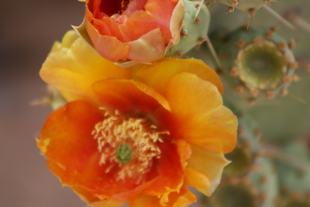 Prickly Pear in May