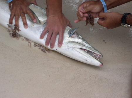 Mexican Baracuda