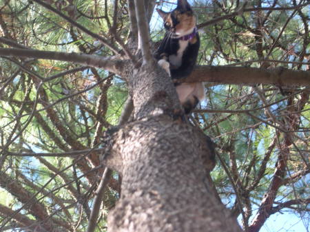 my cat up a tree.