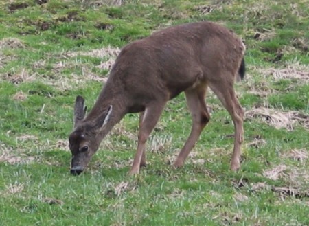 Black-tail Deer