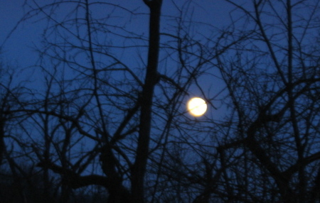 Moonlightl over Pilcher Park