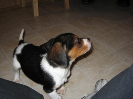 Our beagle puppy when he was 2 months old