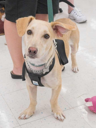 Puff the Lab/Corgi Mix