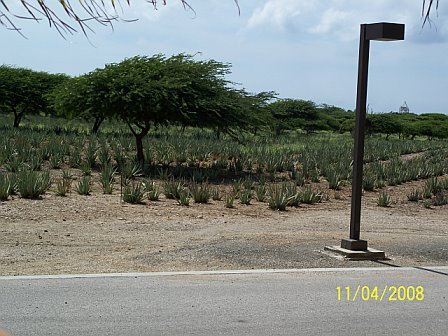 arubaaloeplants