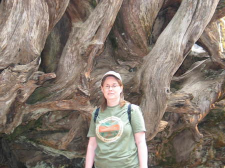 Me (Kris) by a Giant (fallen) Sequoia 7/08